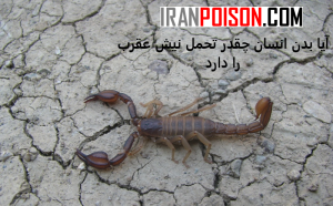 ایا زهر عقرب برای انسان خطرناک است