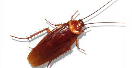 بهترین سم کشنده سوسک