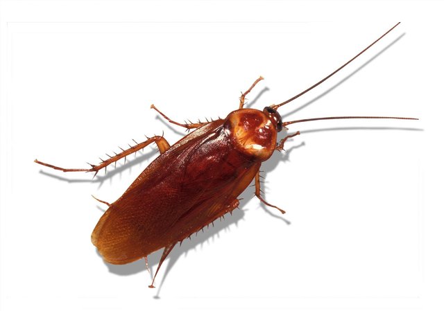 بهترین سم کشنده سوسک