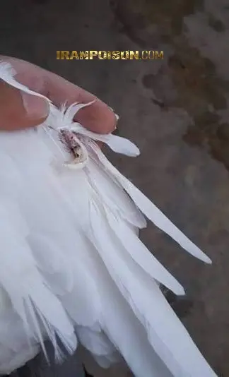 سوالات متداول درباره شپش کبوتر