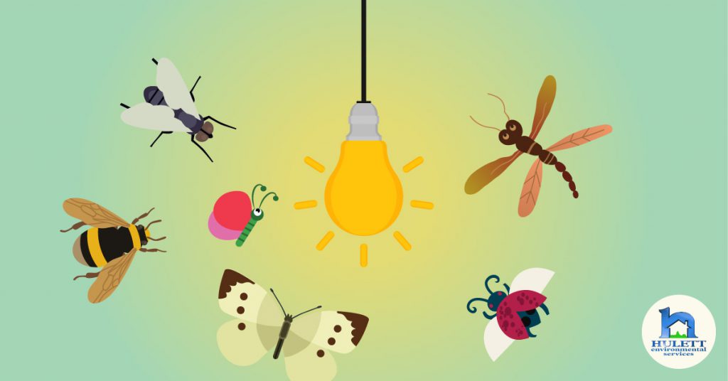 چرا حشرات نور را دوست دارند