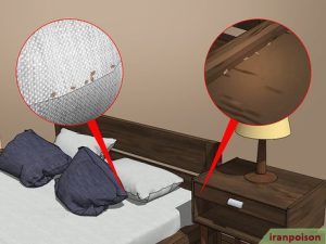 دفع ساس با ویکس سرکه سیر