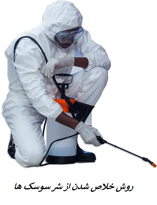 روش خلاص شدن از شر سوسک ها