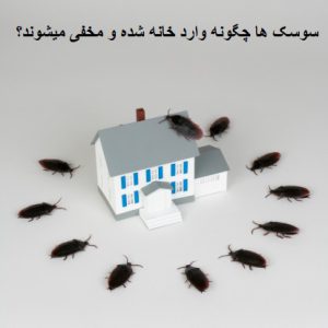 سوسک ها چگونه وارد خانه شده و مخفی میشوند؟
