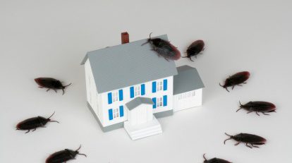 سوسک ها چگونه وارد خانه شده و مخفی میشوند؟