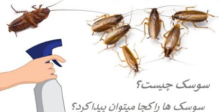 سوسک چیست و سوسک کجا پیدا میشود