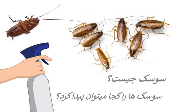 سوسک چیست و سوسک کجا پیدا میشود