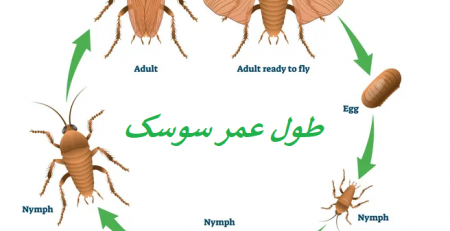 طول عمر سوسک