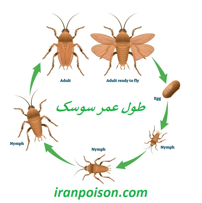 طول عمر سوسک