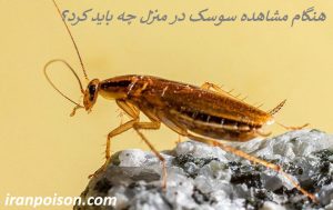 هنگام مشاهده سوسک در منزل چه باید کرد