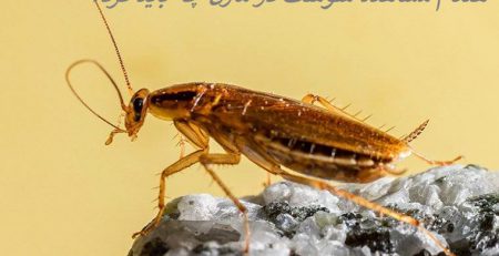 هنگام مشاهده سوسک در منزل چه باید کرد