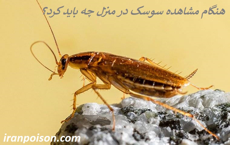 هنگام مشاهده سوسک در منزل چه باید کرد