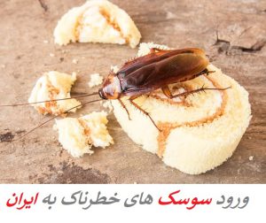 ورود سوسک های خطرناک به ایران