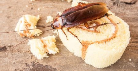 ورود سوسک های خطرناک به ایران