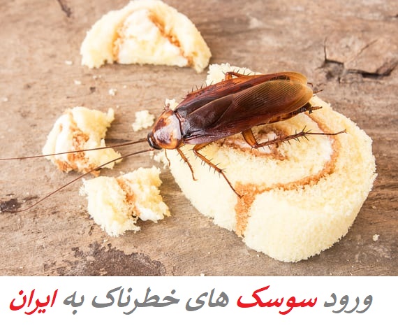 ورود سوسک های خطرناک به ایران