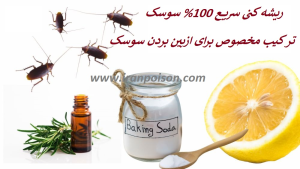 ترکیب مخصوص برای از بین بردن سوسک