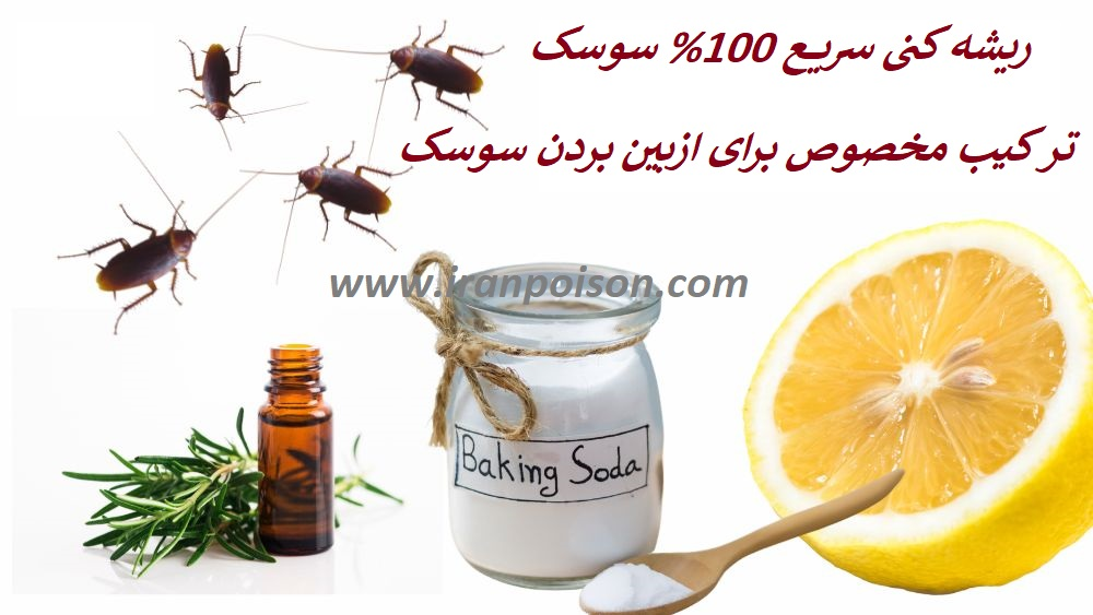 ترکیب مخصوص برای از بین بردن سوسک