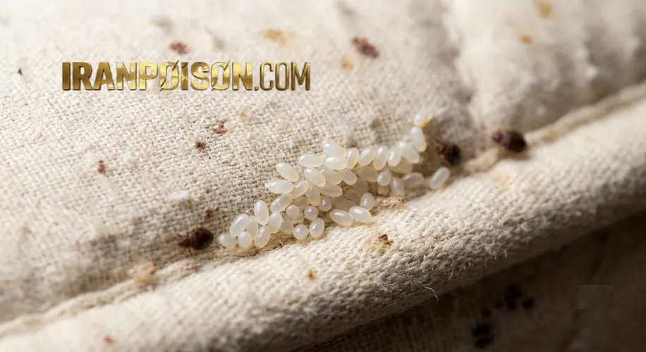 ساس در گوشه تشک