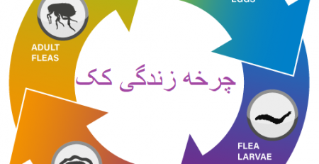 چرخه زندگی کک