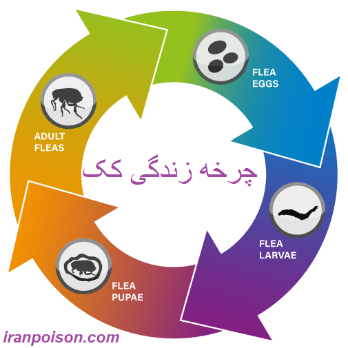 چرخه زندگی کک