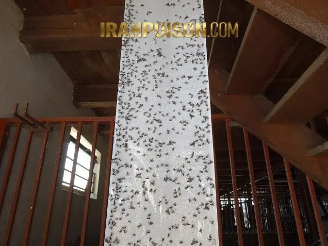 مگس در دیوار مرغداری