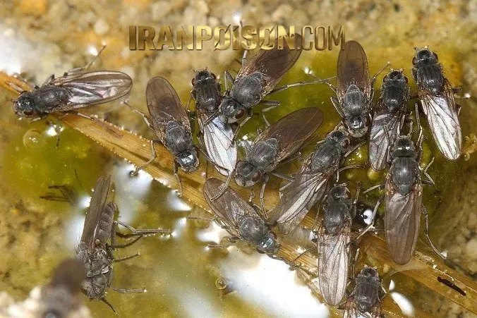 از بین بردن مگس در پرورش ماهی