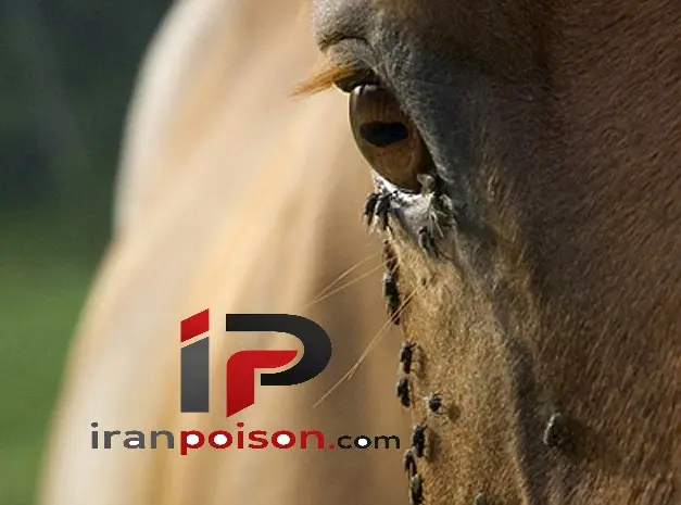 مگس مزاحم که با اسب زندگی می‌کنند