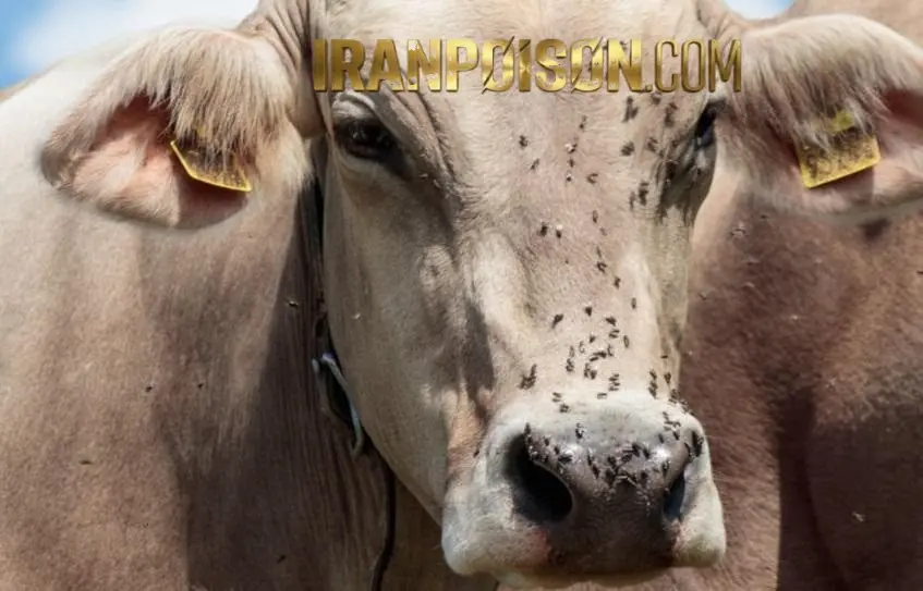 چگونه مگس در گاوداری نابود کنیم