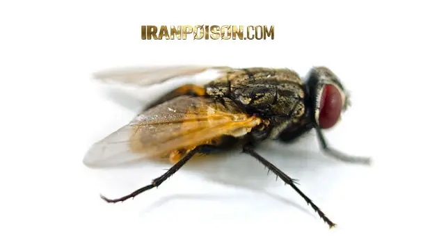 دفع مگس