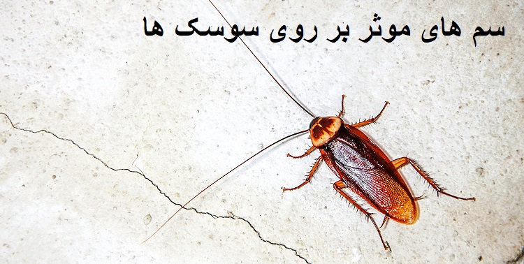 سم های موثر بر روی سوسک ها