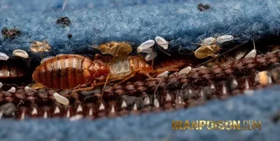 چگونه تخم ساس رو نابود بکنیم؟