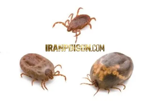 کنه کبوتری چیست؟