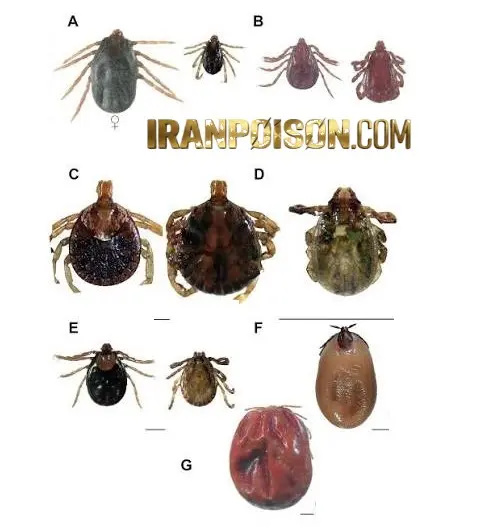 کنه کبوتری چه شکلی است؟