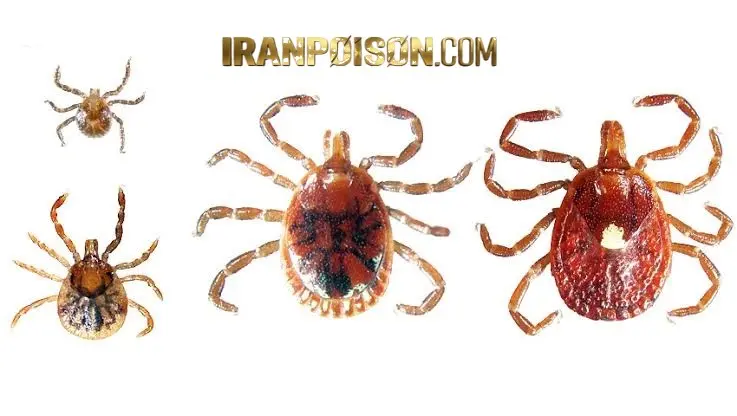 کنه کبوتری چگونه وارد خانه میشود؟