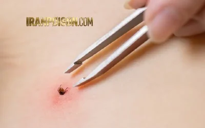 کنه کبوتری