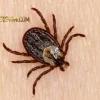 بهترین سم کنه