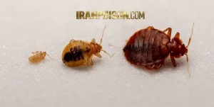 ساس را با پیرانا نابود کنیم