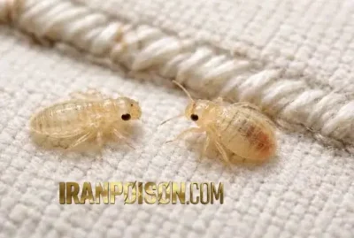 دلیل بجود آمدن سم حشره ساس پیرانا