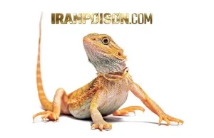 وقتی یک مارمولک وارد خانه شما می شود چه اتفاقی می افتد؟