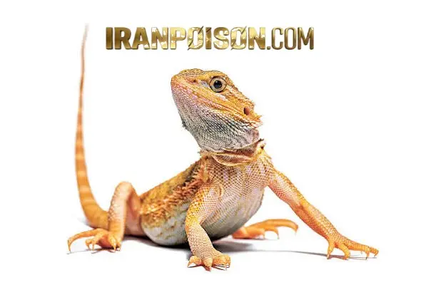 وقتی یک مارمولک وارد خانه شما می شود چه اتفاقی می افتد؟
