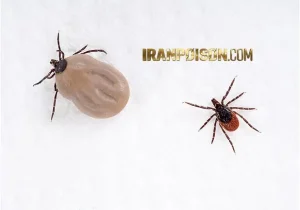 ریشه کنی کنه گاو گوسفندی/با سم المانی