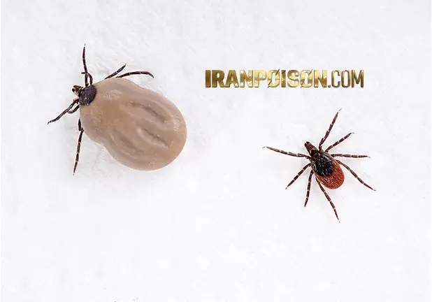 ریشه کنی کنه گاو گوسفندی/با سم المانی