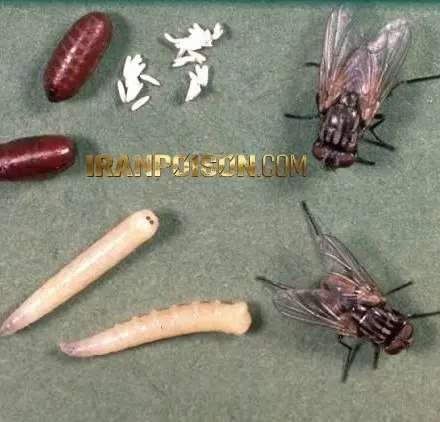 ریشه کنی مگس ها و تخم مگس ها