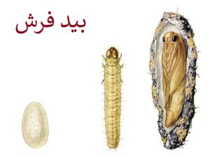 بید فرش تخم لارو مولد کرم