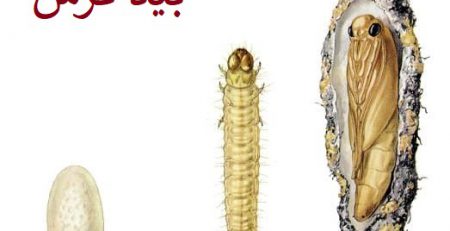 بید فرش تخم لارو مولد کرم