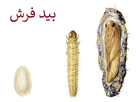 بید فرش تخم لارو مولد کرم