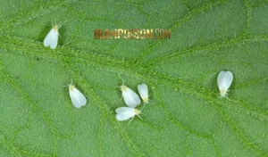 دفع مگس سفید از انگور و گوجه و نحوه پیشگیری از ان ها