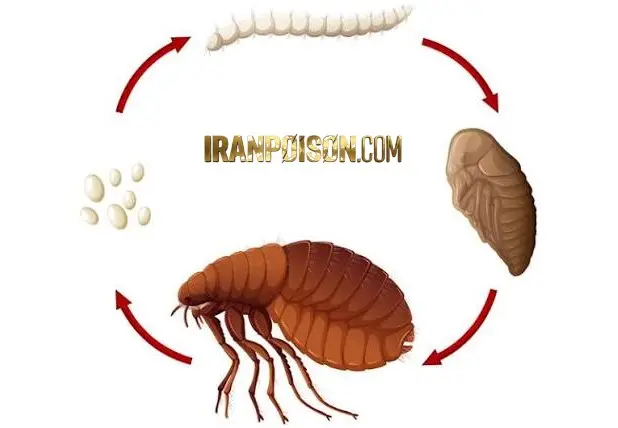 راهنمای مقابله با کک