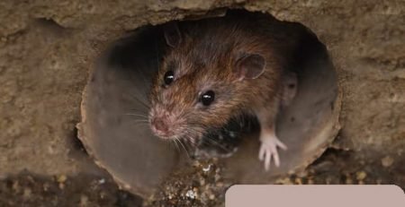 ریشه کنی موش با سموم آلمانی/ایران سم