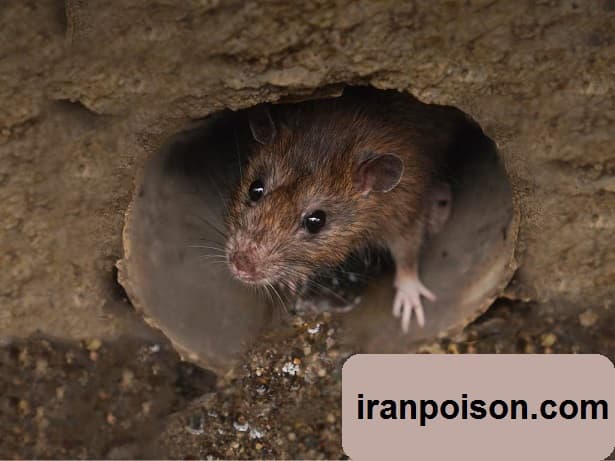 ریشه کنی موش با سموم آلمانی/ایران سم